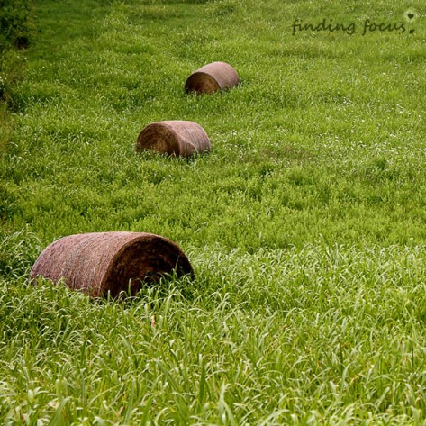 hay bales in the field bales of hay